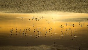 湖水、野生动物与奇景