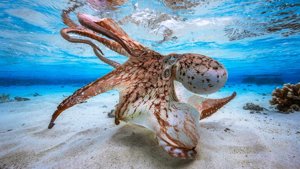 现在你“海”能看见我……