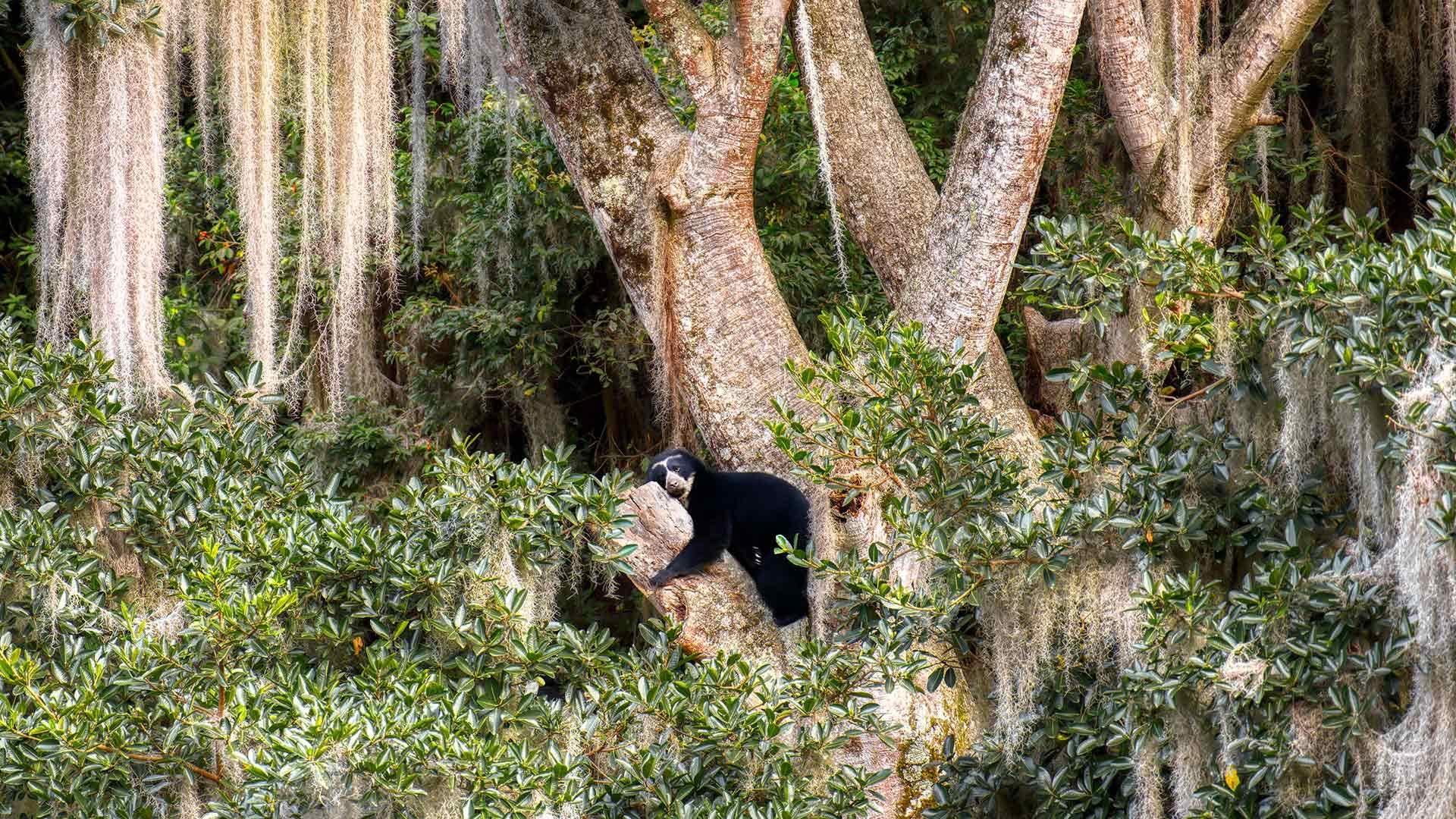 木の上でくつろぐ野生動物